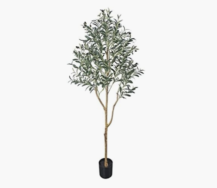 Olive Tree