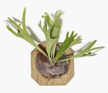 Mounted Staghorn Fern