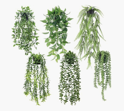 Hanging Plants