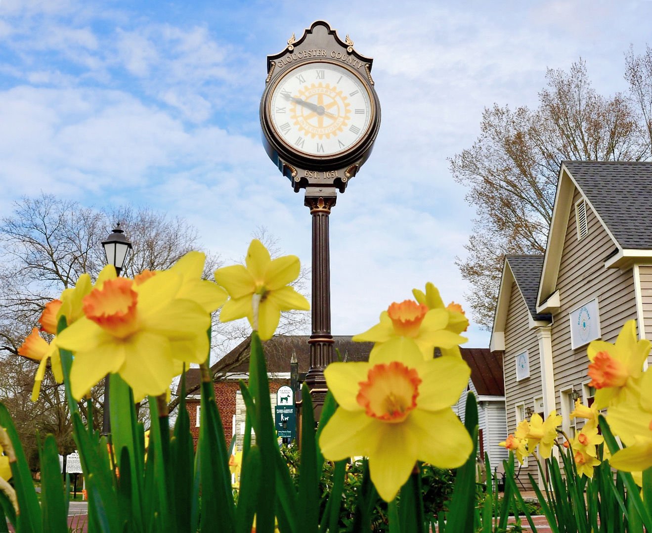 Everything’s Coming Up Daffodils The 2024 Festival Is Almost Here
