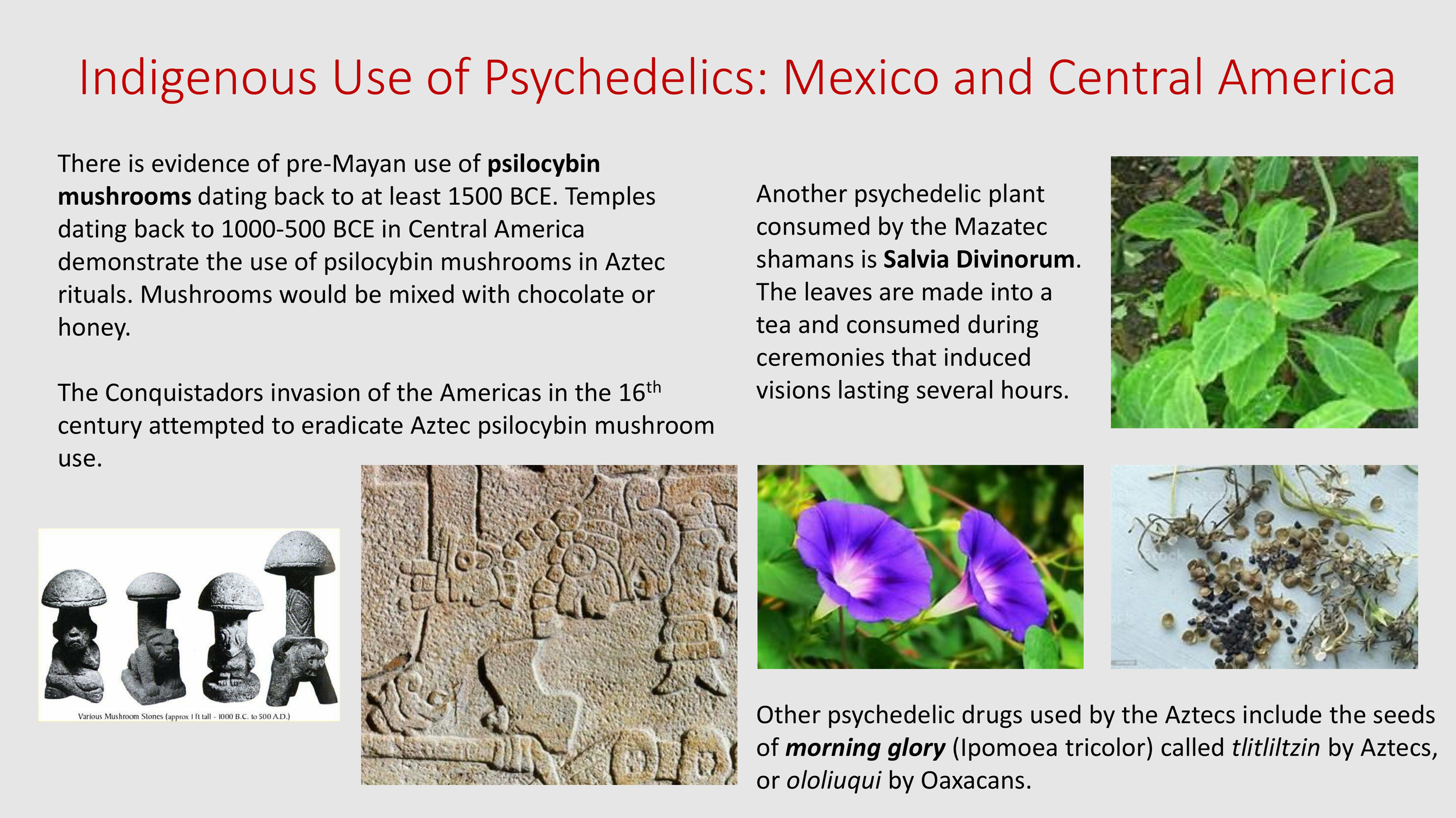 Introduction to The Psychedelic Renniasance - Vermont Psychedleics Conference - June 2022-29.png