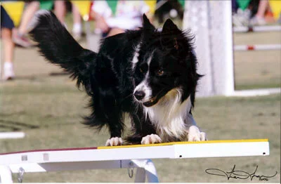 Yvonne Anderson's Fable