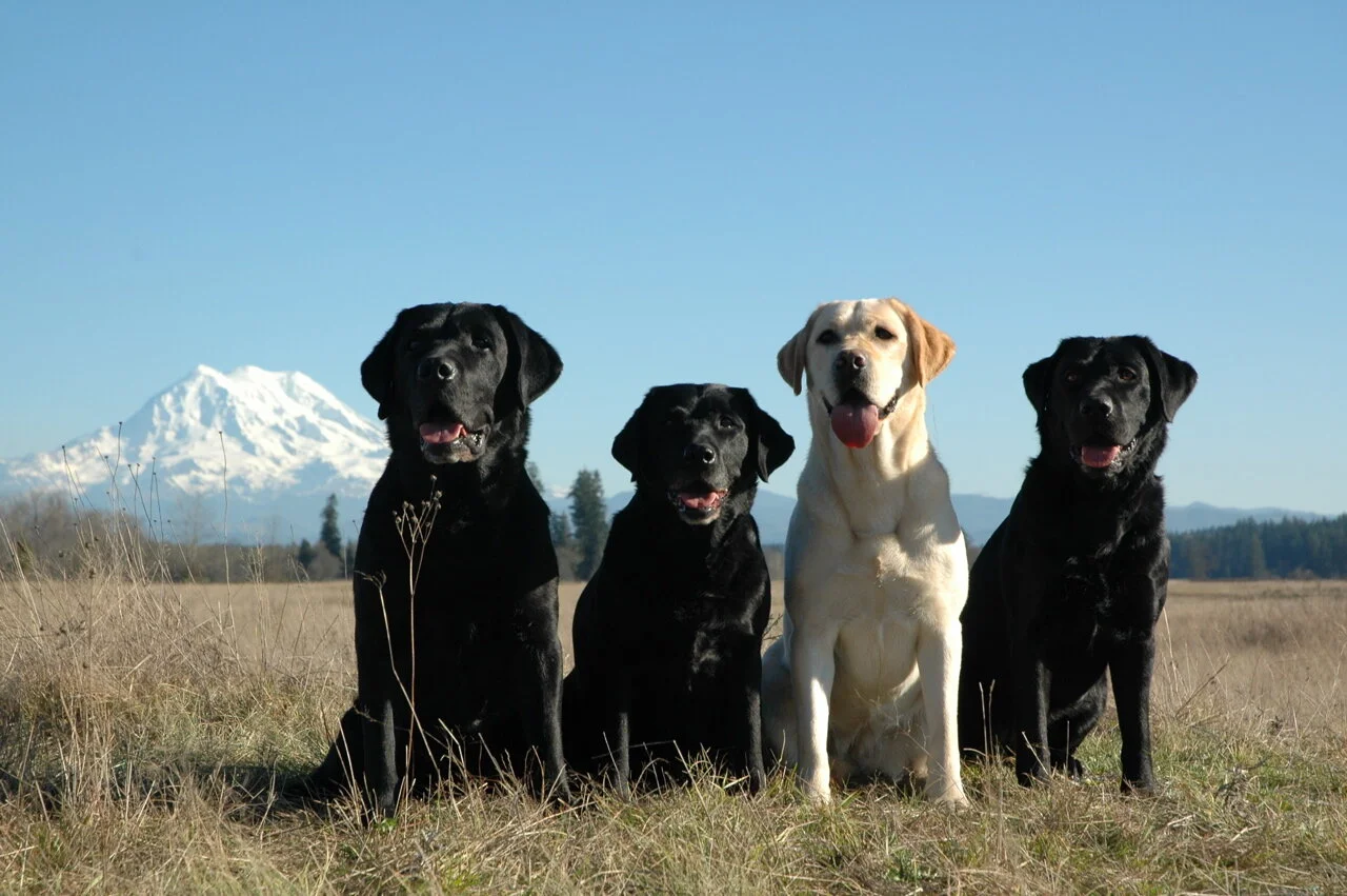 Lee Foote's Labrador Retrievers
