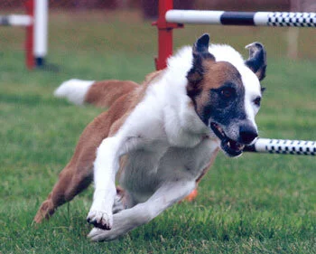 Anne Goldenberger's Zoe