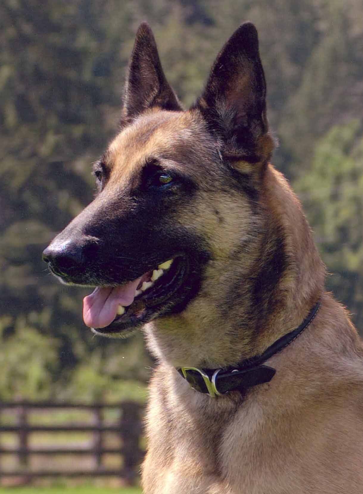 Anne Goldemberger's Trooper