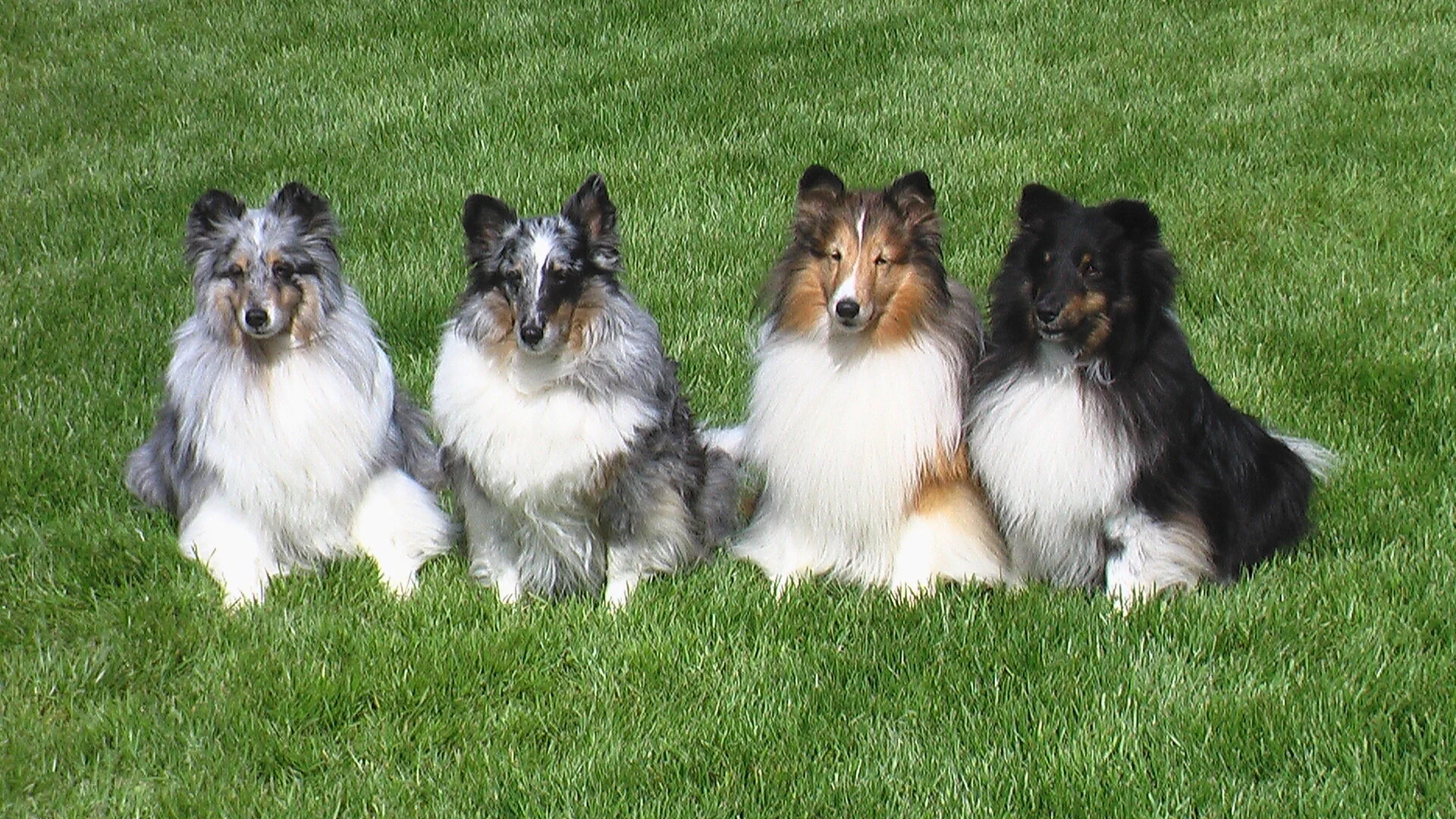 The Ashbys' Champion Shelties