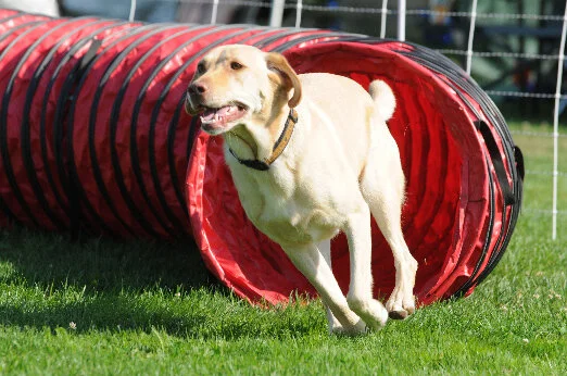 Melody Mierisch's Sierra