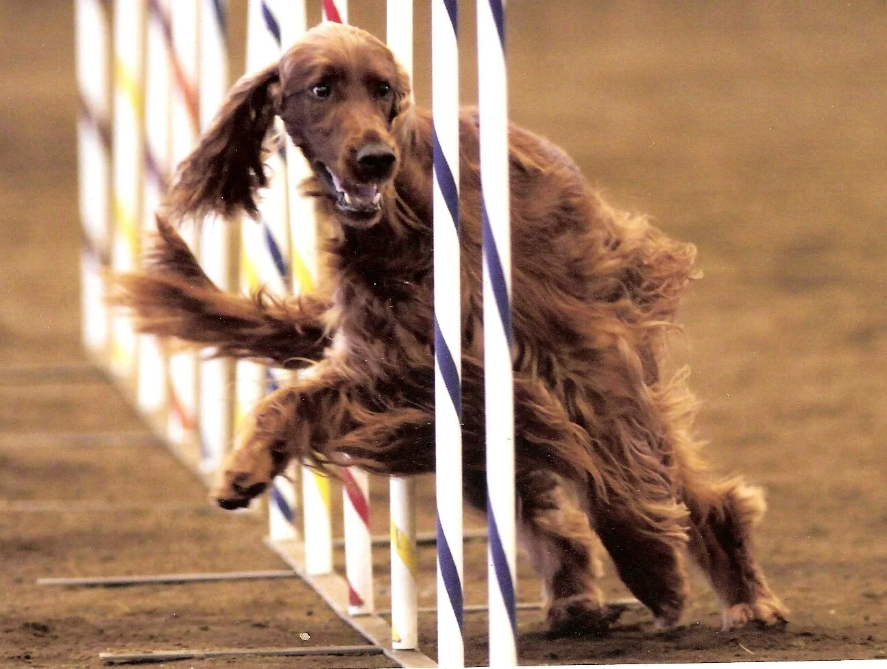 Bev Wallace's Brenna