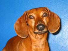 Carla McAlister's Bart