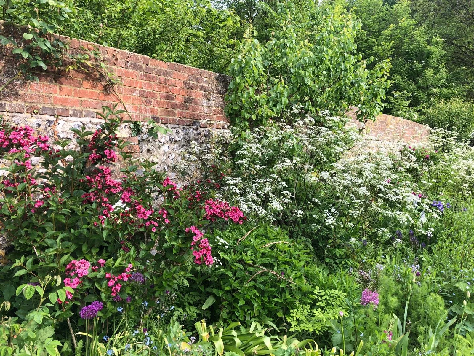 Weigela Cow *.jpeg