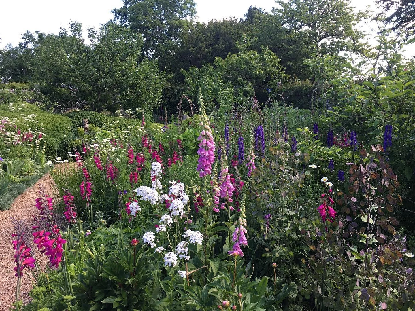 Aconitum Gladi Foxglove copy.jpg