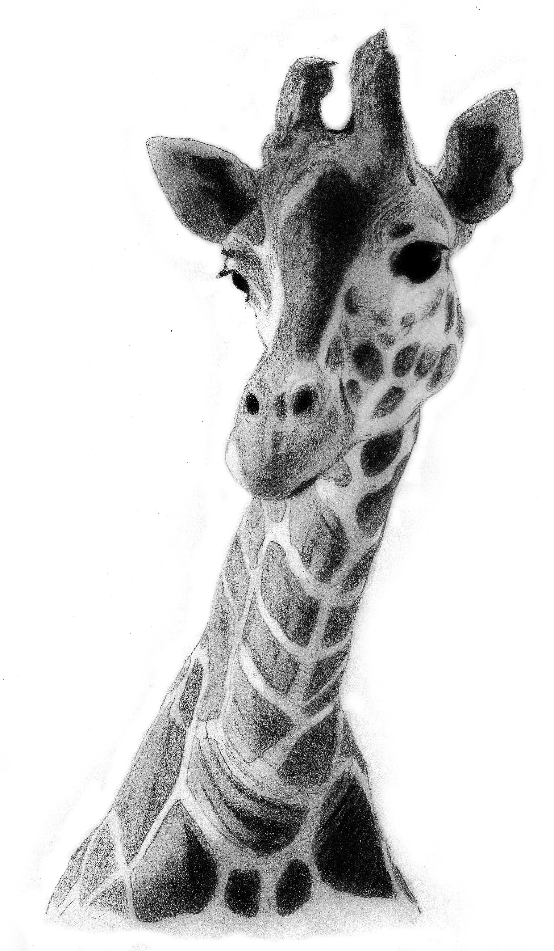 giraffe_drawing_by_qzjavs-d33ra2a.jpg