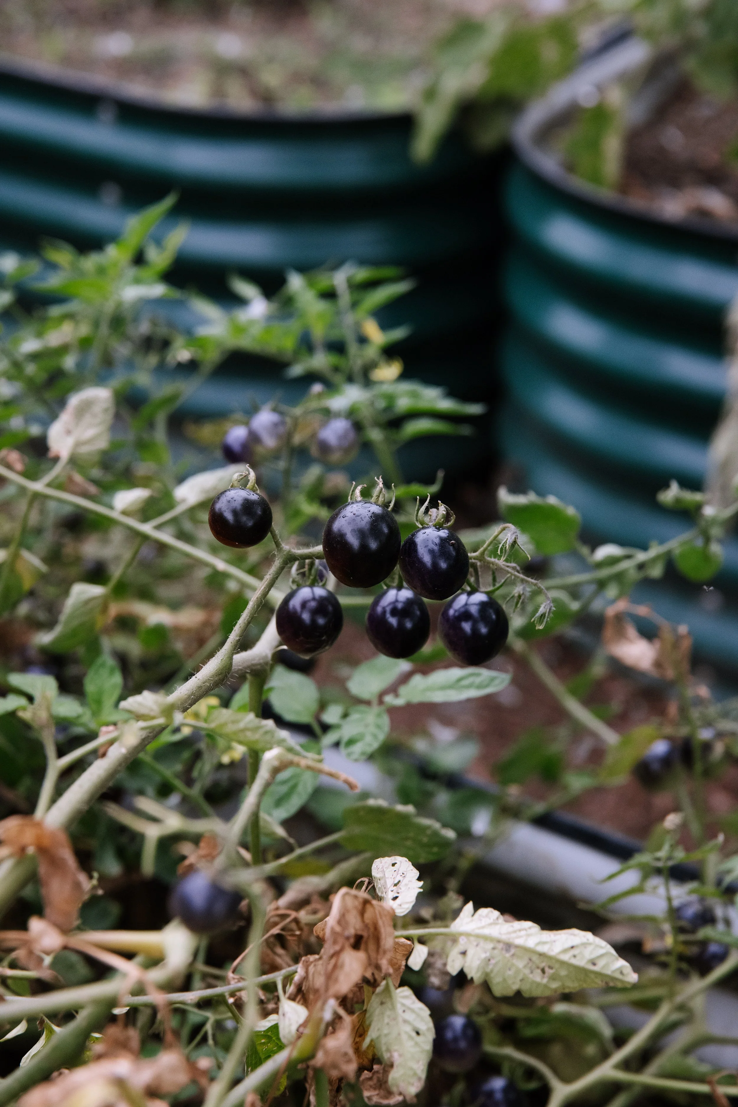 Calamigos_Membership_gardens 9.jpg