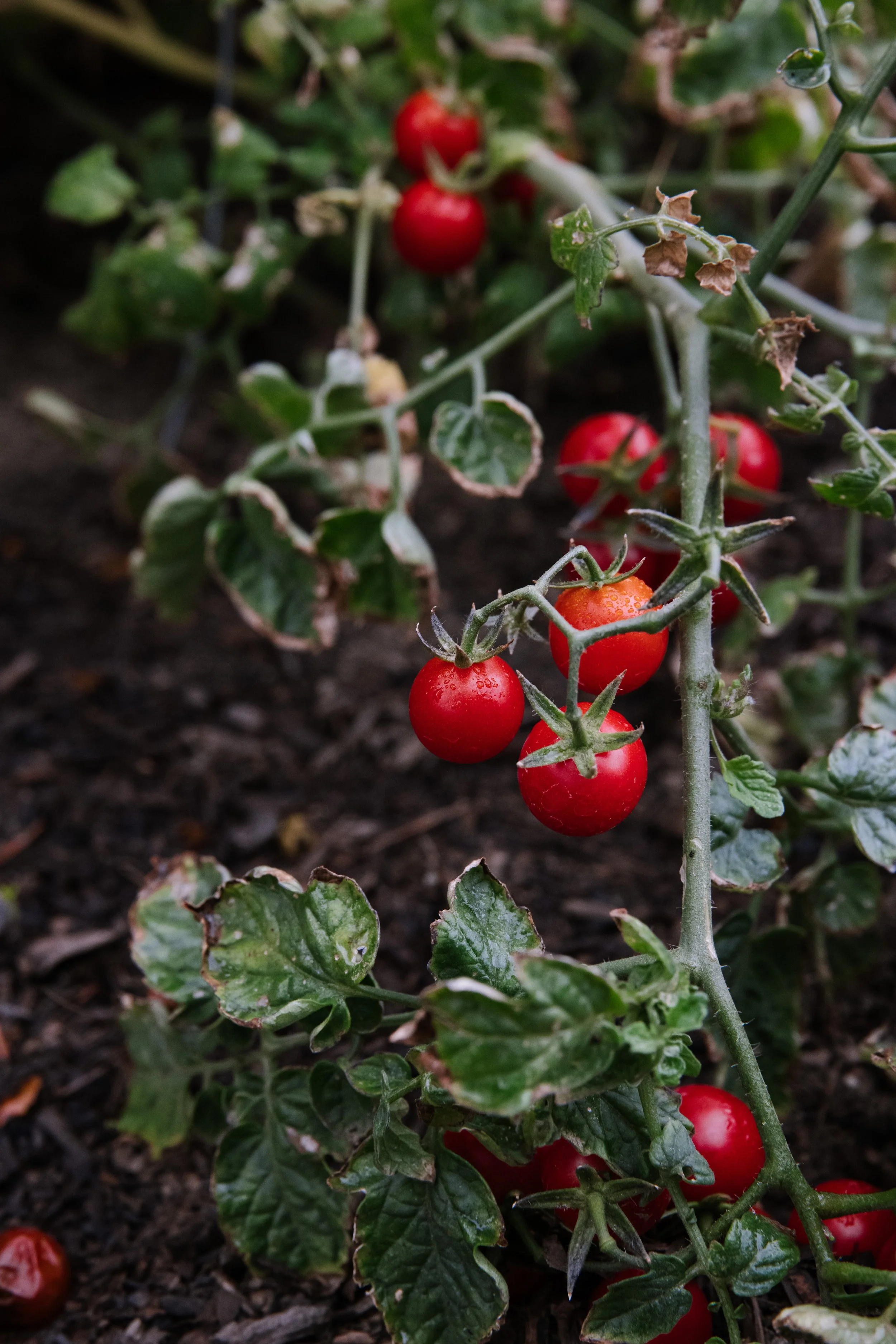 Calamigos_Membership_gardens 6.jpg