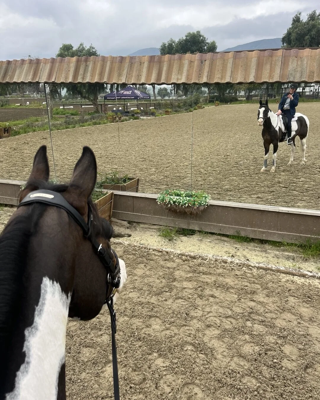 Ragnar wants to know who that handsome guy in the mirror is! 😜 @pegasussporthorses