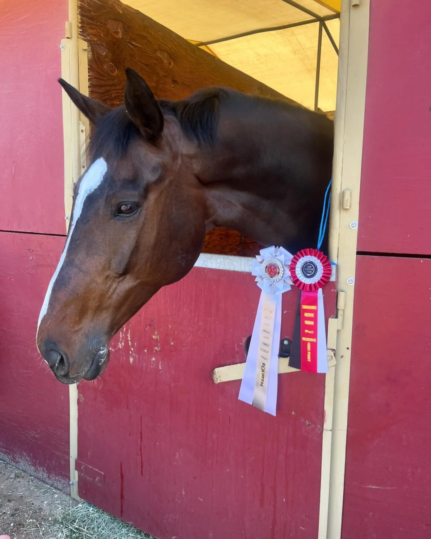 Witt and I are a Newly minted intermediate pair!! 

We had a great weekend at Ram Tap HT and have a lot to work on but I&rsquo;m constantly blown away by how much heart this horse has and how he just keeps trying for me. 
Special thanks to the entire