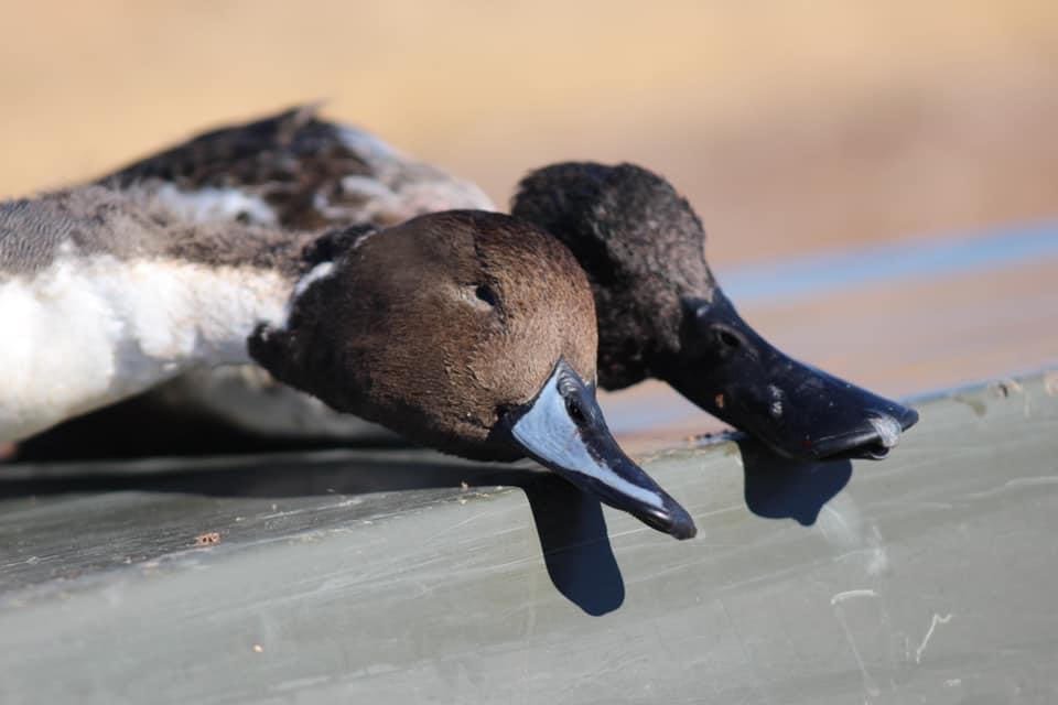 One Duck Days
