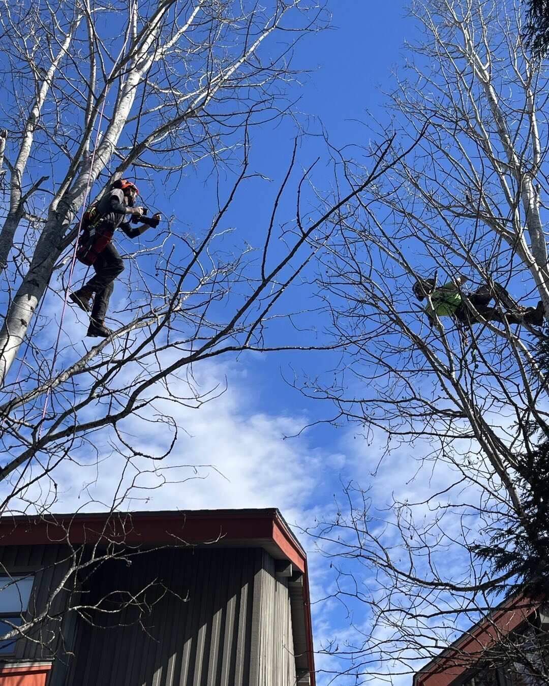 When you do what we do, and need new photos for a website upgrade, any old photographer won&rsquo;t do. Big thanks to @intreemedia for going to extra heights today, to get some great shots. 

#whistlertreeservices
#squamishtreeservice
#seatoskytreese