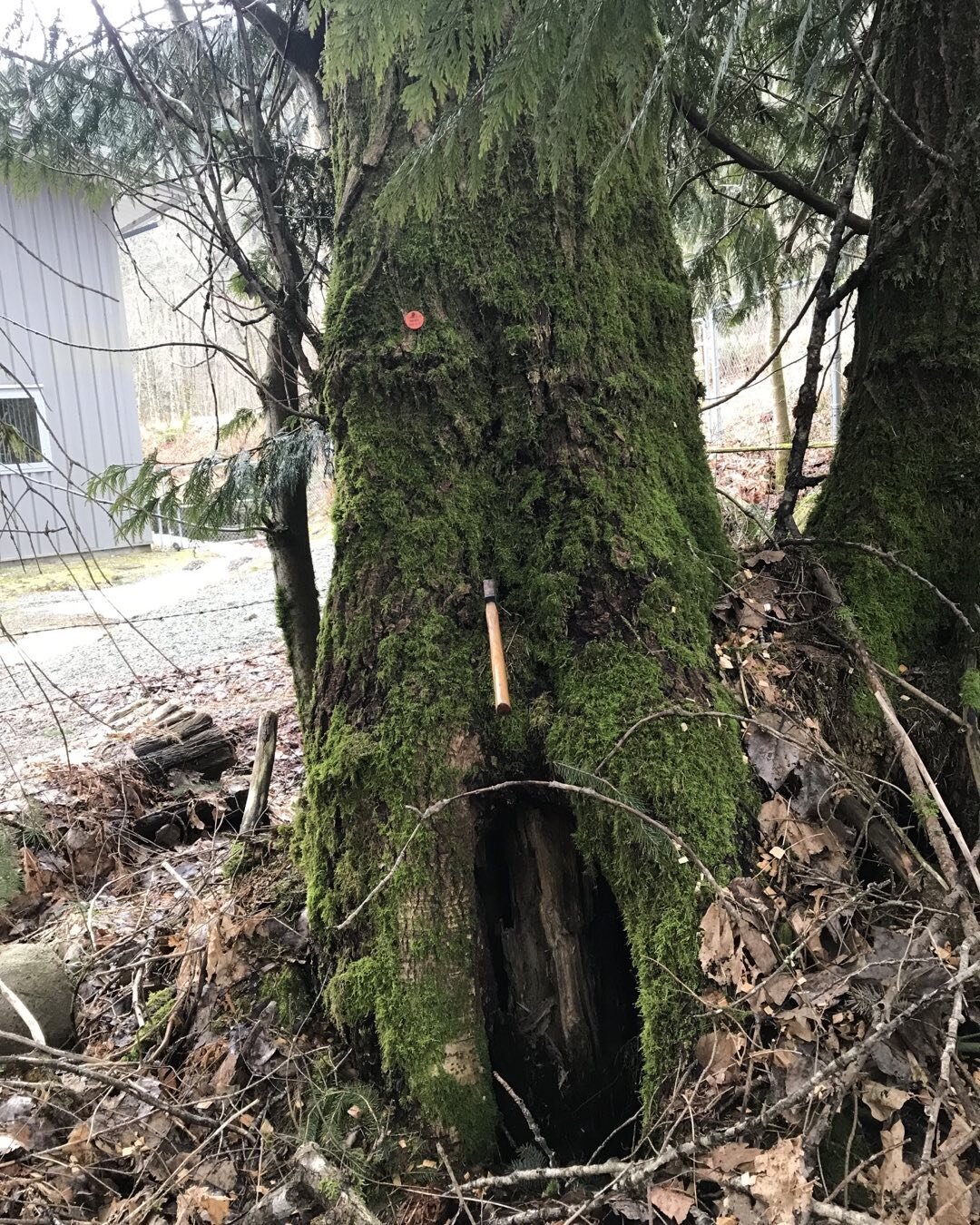 Once the snow melts you can see what dangers lurk beneath. Spring is a good time for danger tree assessments. We can help.