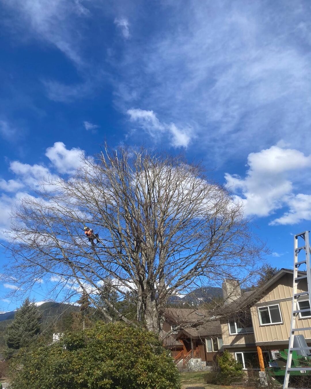Spring is here! Pruning this beautiful beech tree in the sun.