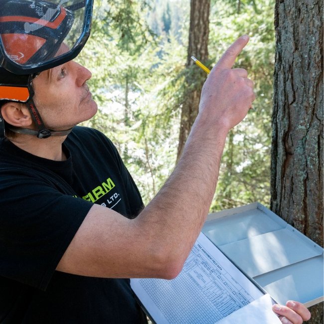 Tree Trimming