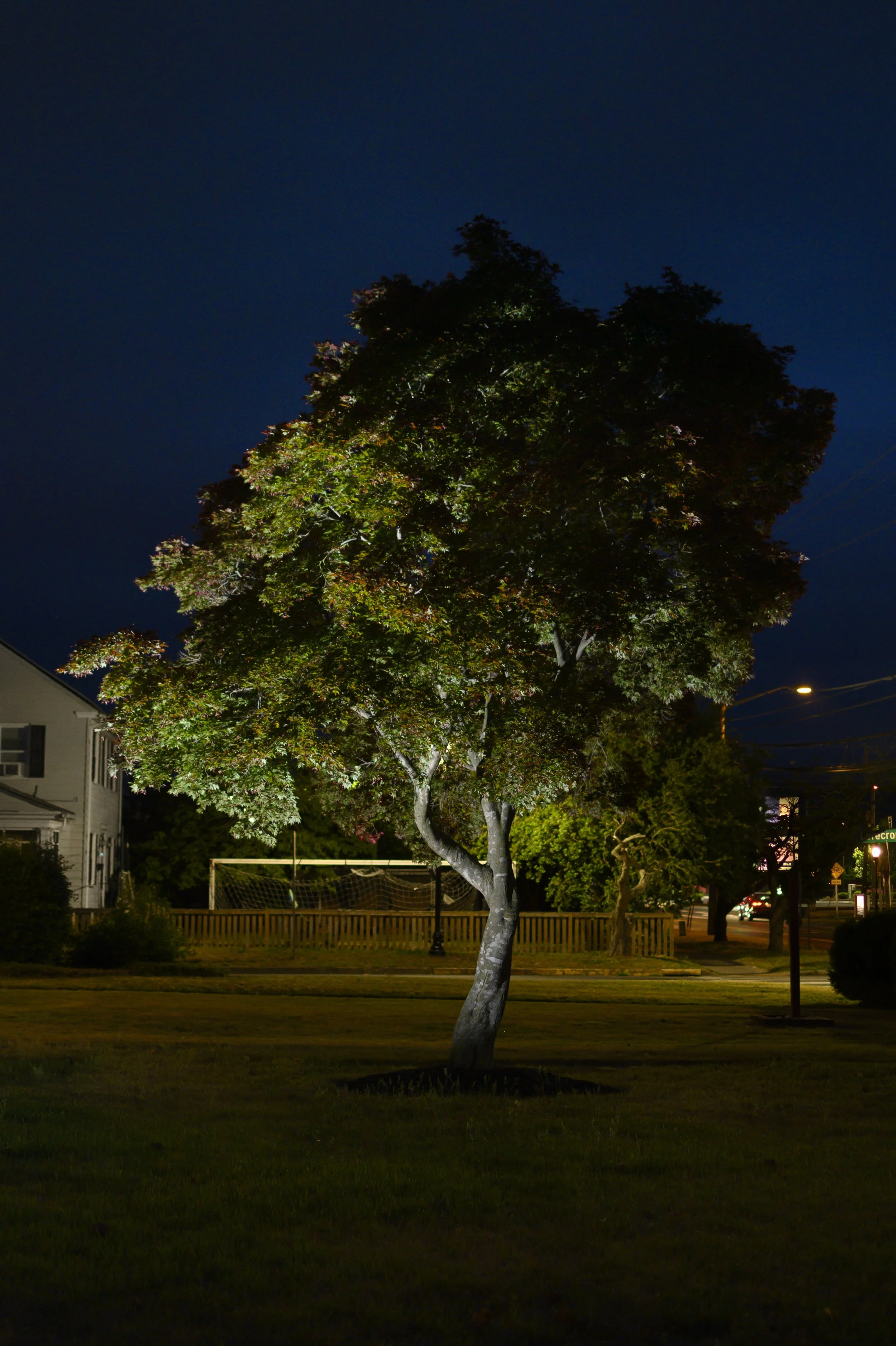 KevinGutoskey_FrontYard_01.jpg