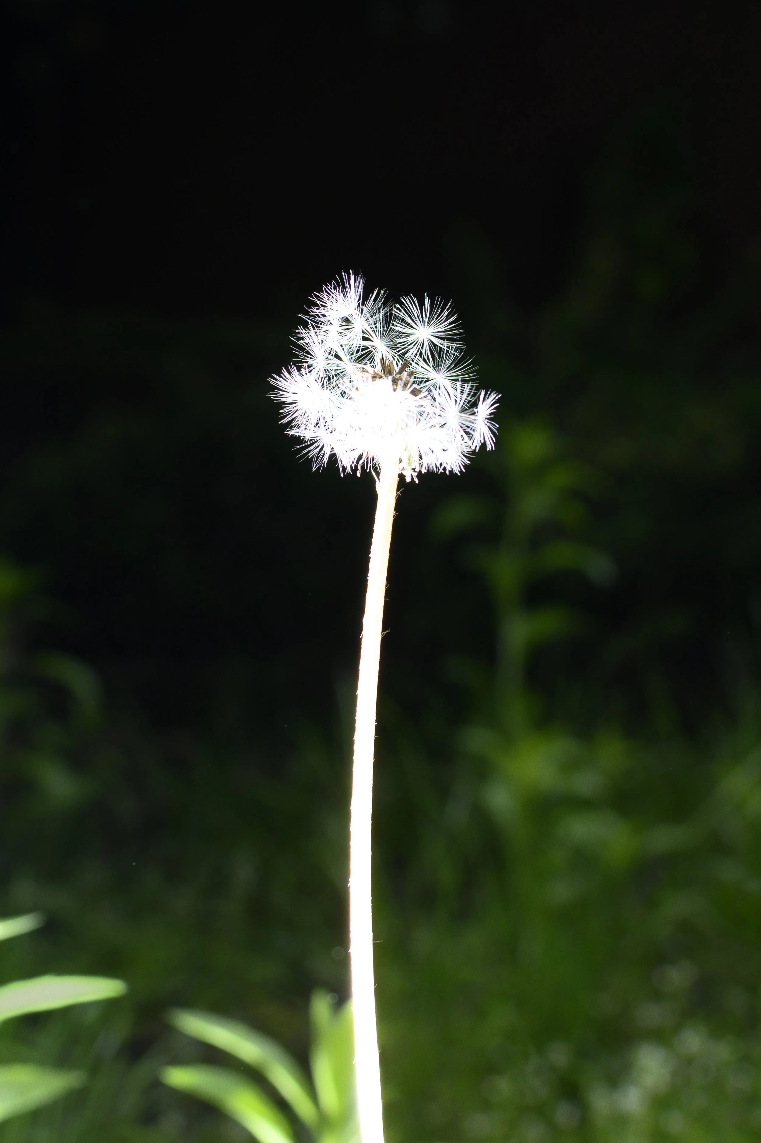 KevinGutoskey_Dandelion.jpg