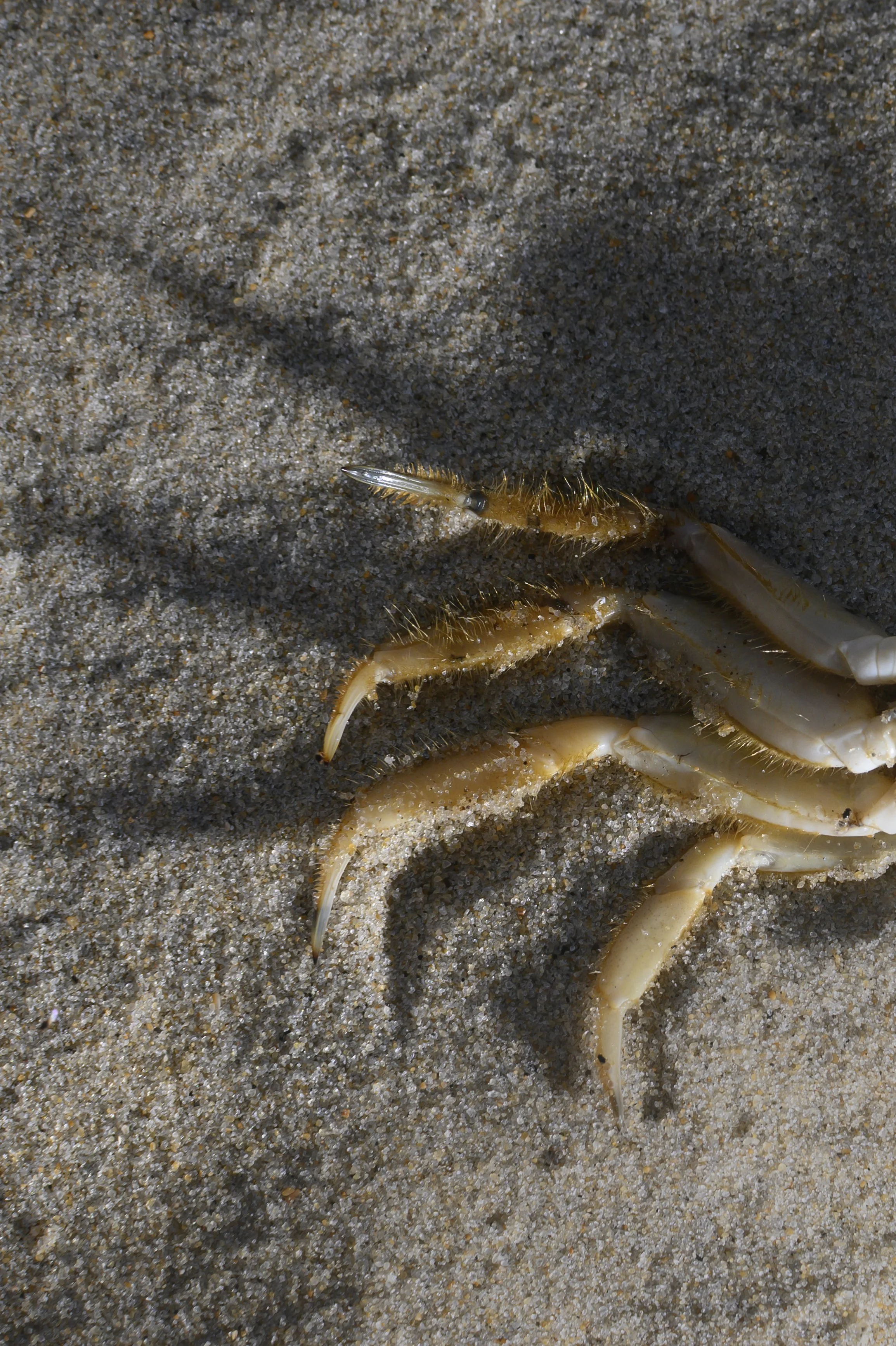 KevinGutoskey_Crab_02.jpg