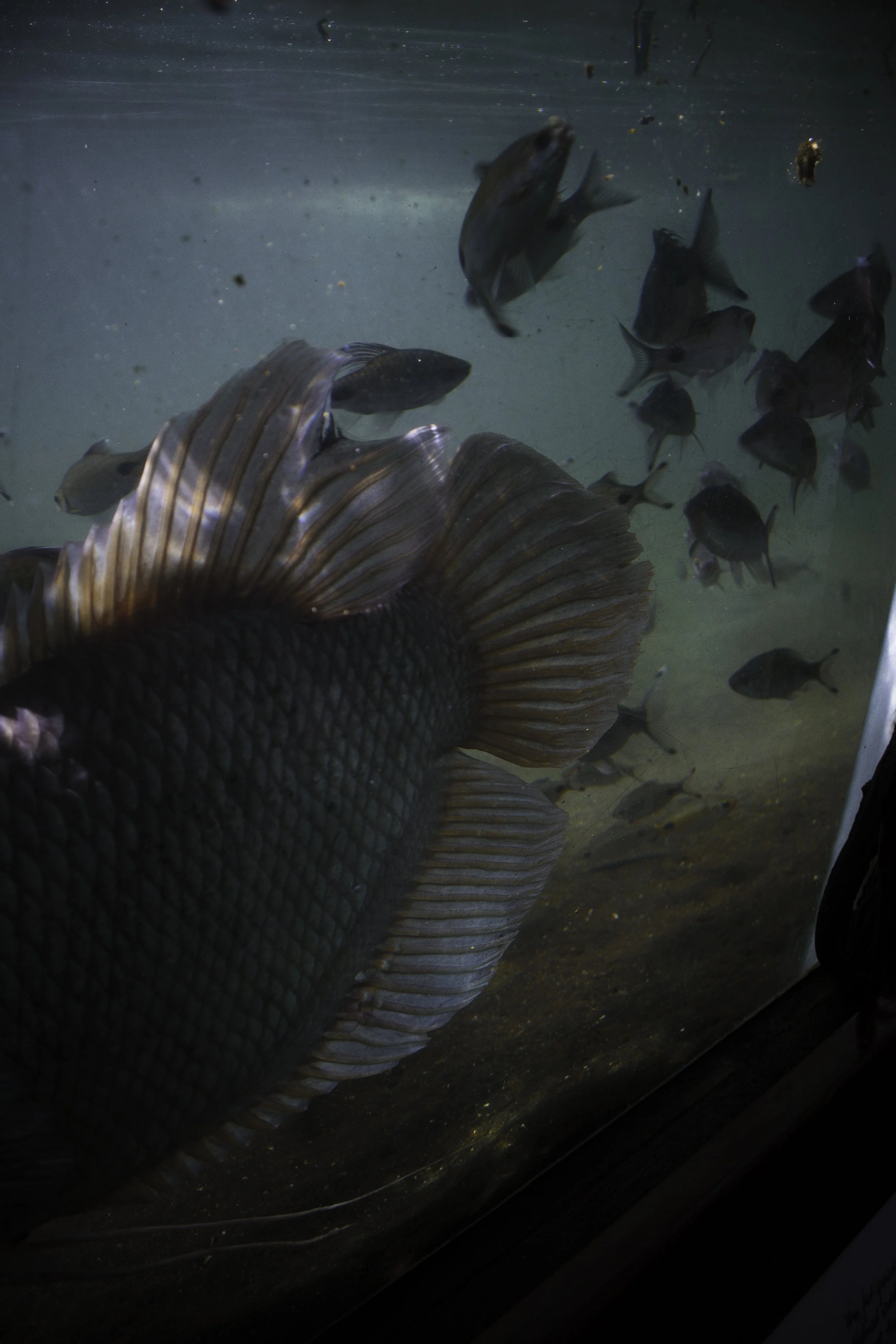 KevinGutoskey_Fish_01.JPG
