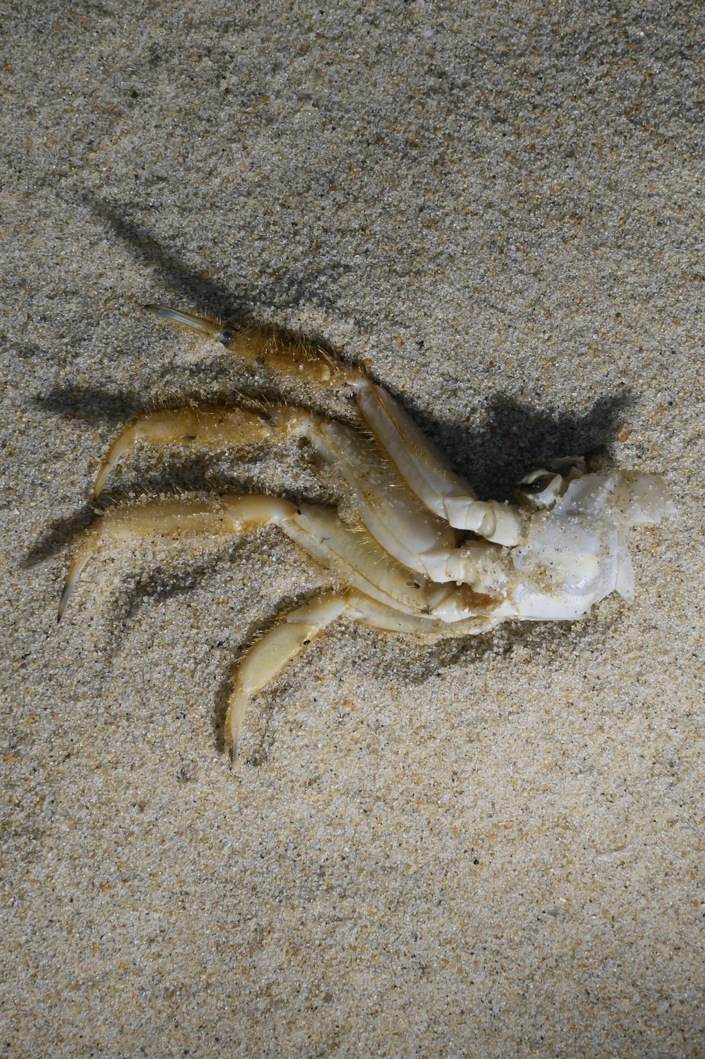 KevinGutoskey_Crab_01.jpg