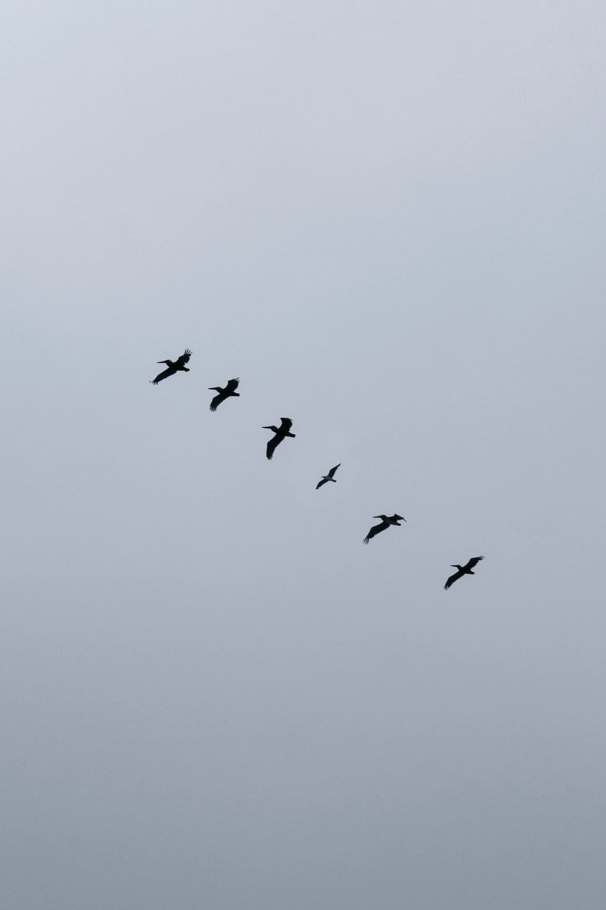 KevinGutoskey_Birds_01.jpg