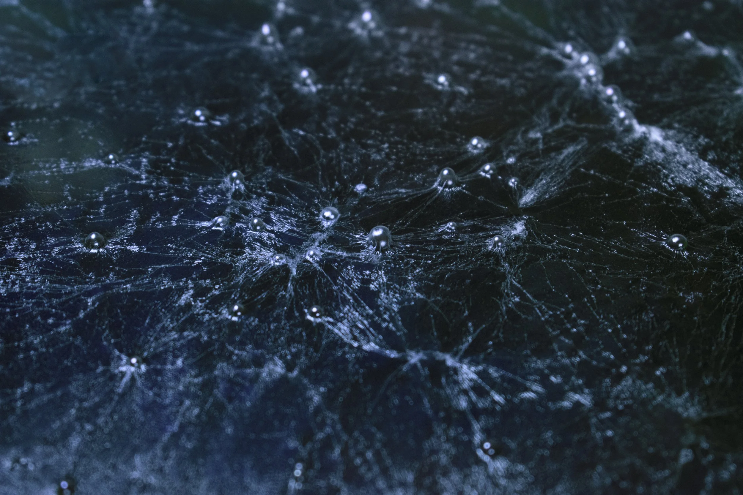 KevinGutoskey_Biofilm_03.JPG