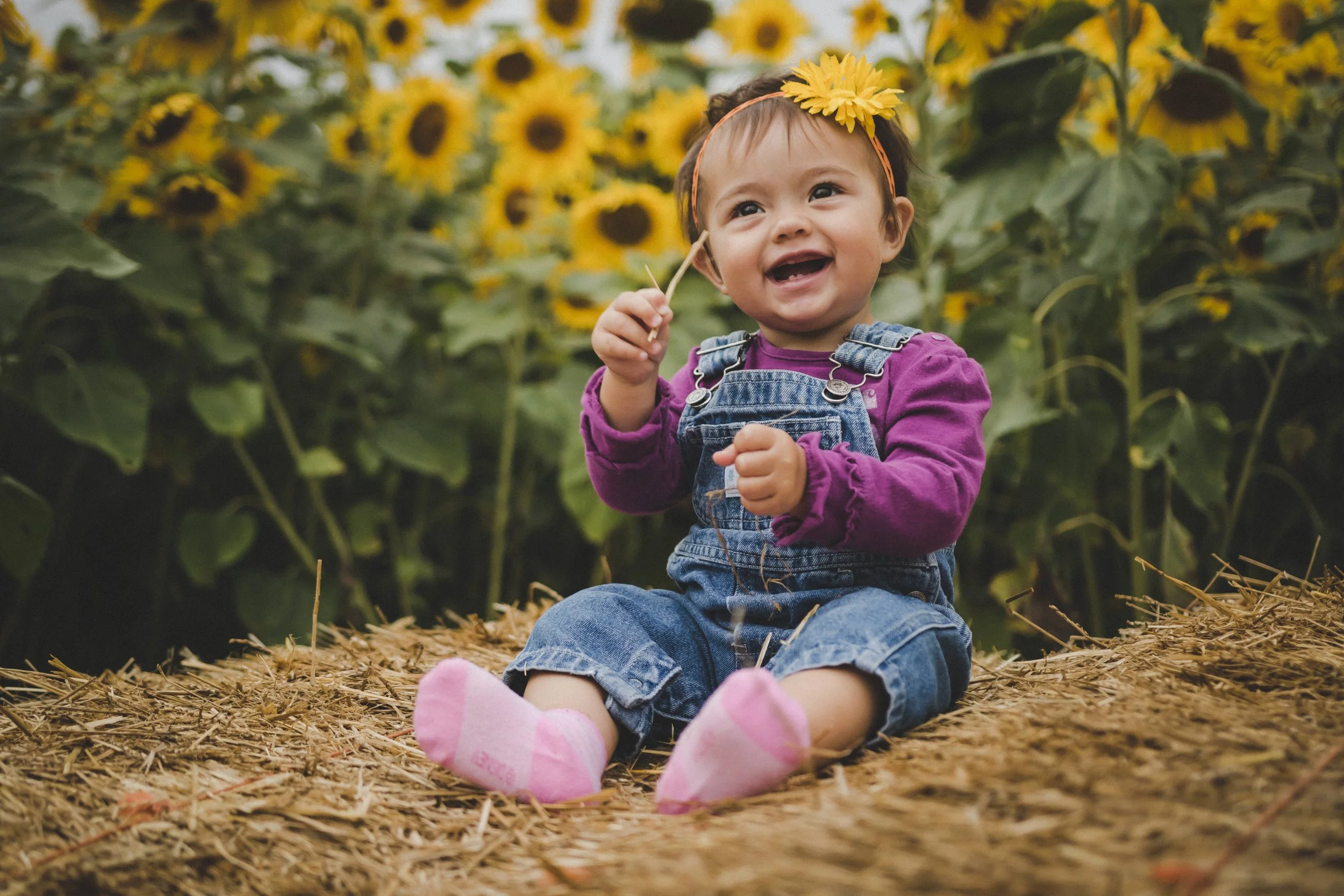 A smiling toddler girl sitting on a hay bale in a sunflower field, wearing pink socks, denim overalls, and a purple shirt, holding a sunflower stem with a sunflower head on her head. Family photography.