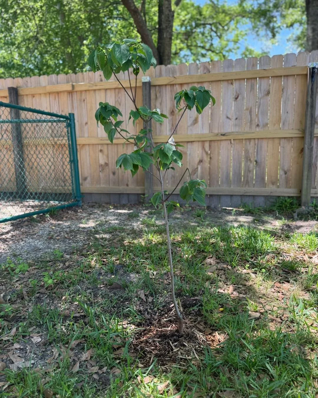Our backyard just got a little glow up 🌿

We planted 2 dogwoods and an ash tree, and we&rsquo;re so excited to keep bringing our vision to life little by little.

Peep our beautiful sitting area&hellip; it&rsquo;s the perfect spot to slow down, brea