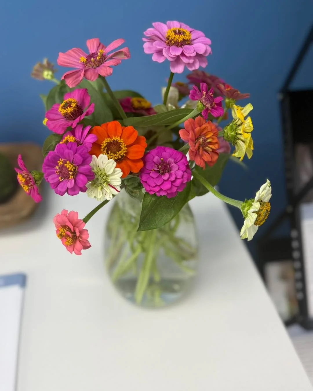 Our very first cut of zinnias from the studio flower garden! 🌸

If you&rsquo;re in the studio today, please feel free to grab one! This little garden was created with you in mind... a space to bring a smile, brighten your day, and remind you that ev