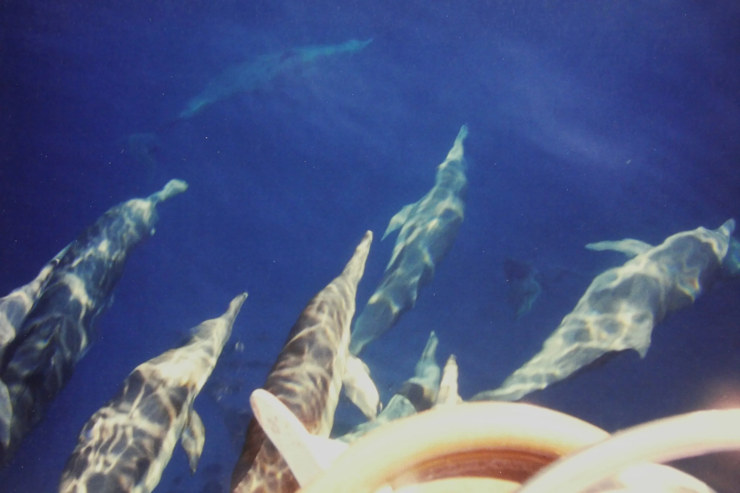 11.8.97 Dolphins En Route.JPG