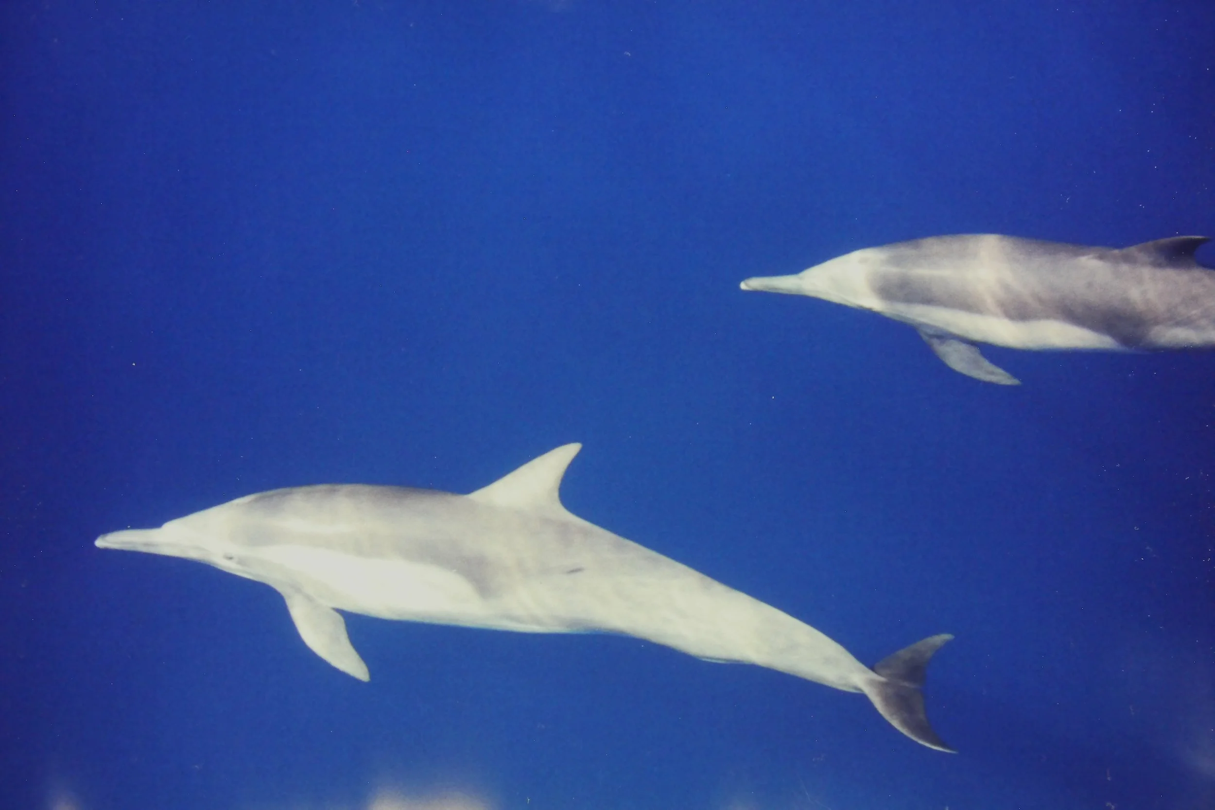 11.8.97 Dolphins to AV.JPG