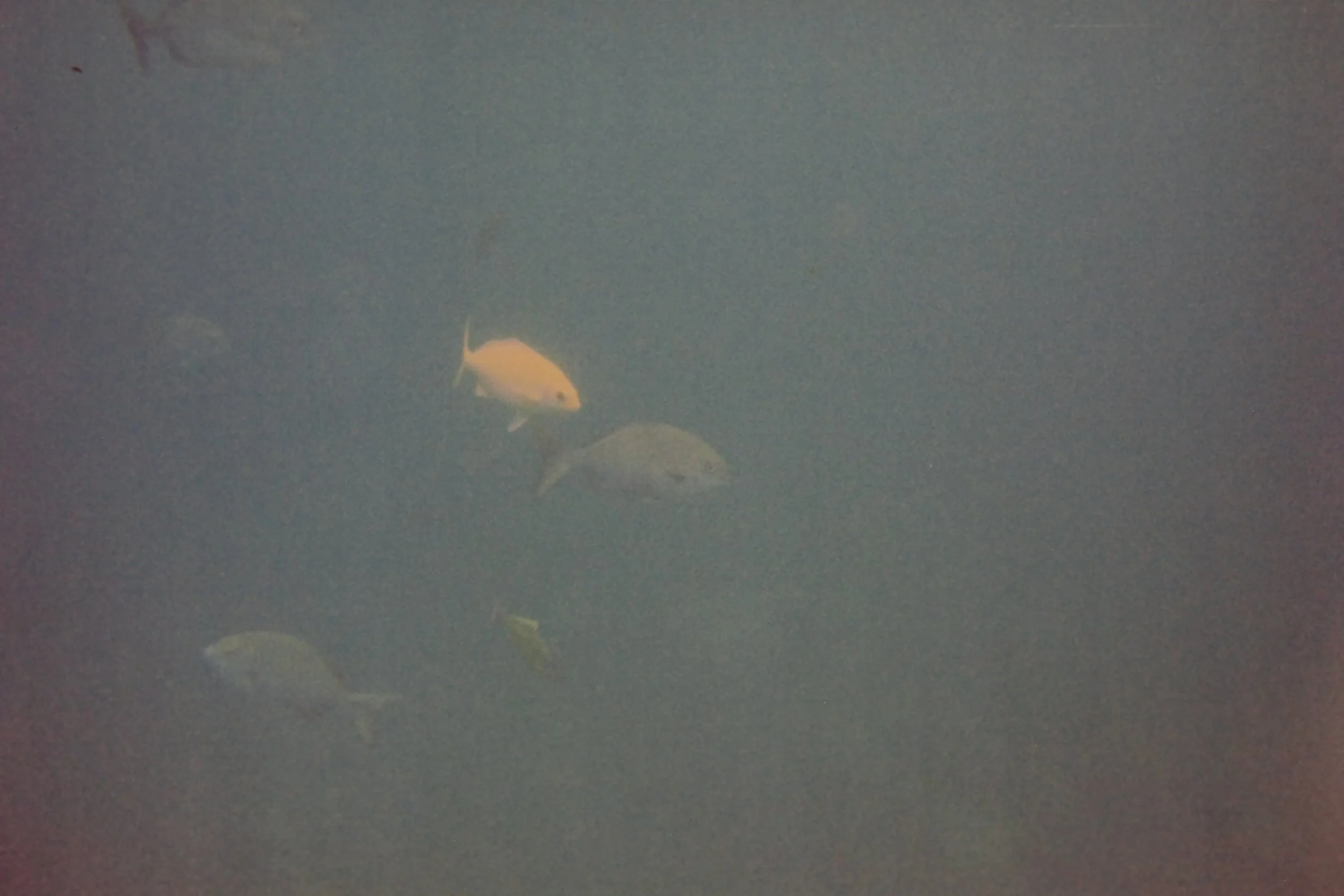 4.98.98 Hookaing with Dad in Agua Verde.JPG