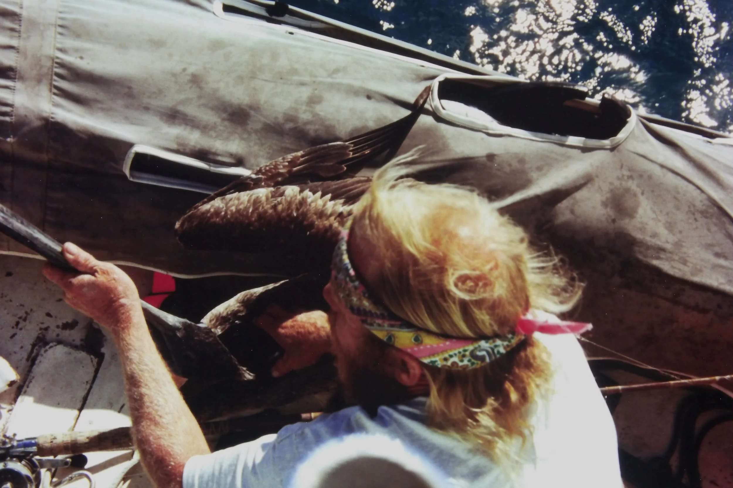 4.98 Dad releasing a pelican's wing.JPG