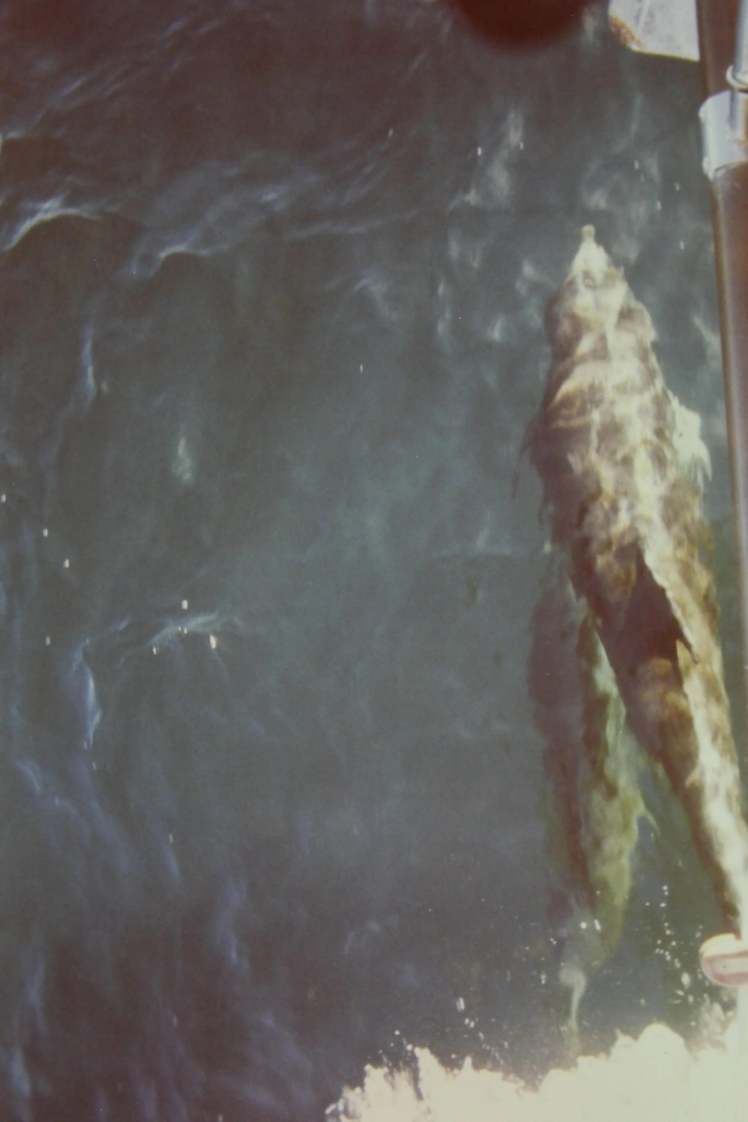 98 Dolphins in the Sea of Cortez.JPG