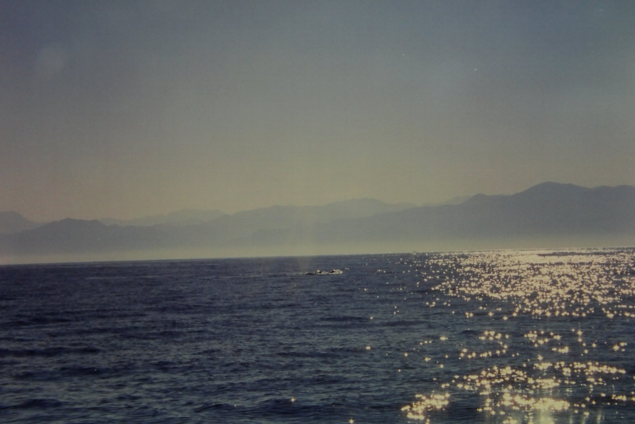 1.99 Craig trip Whale watching in Banderas Bay.JPG