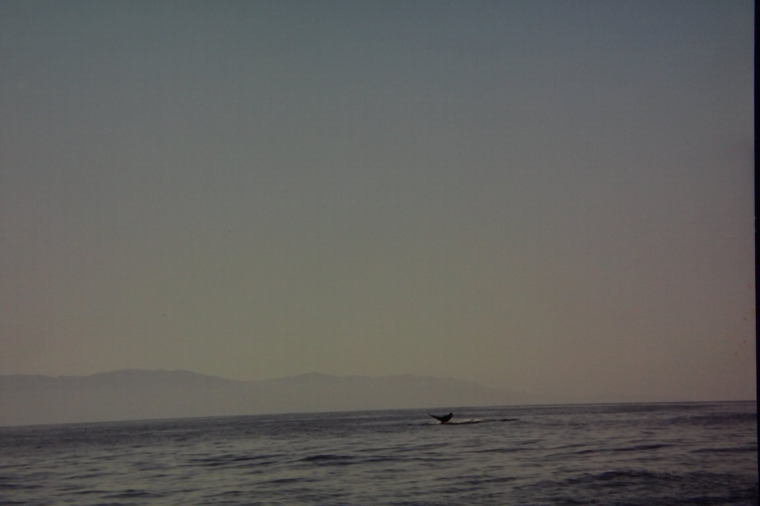 3.3.99 Whales in Banderas Bay.JPG