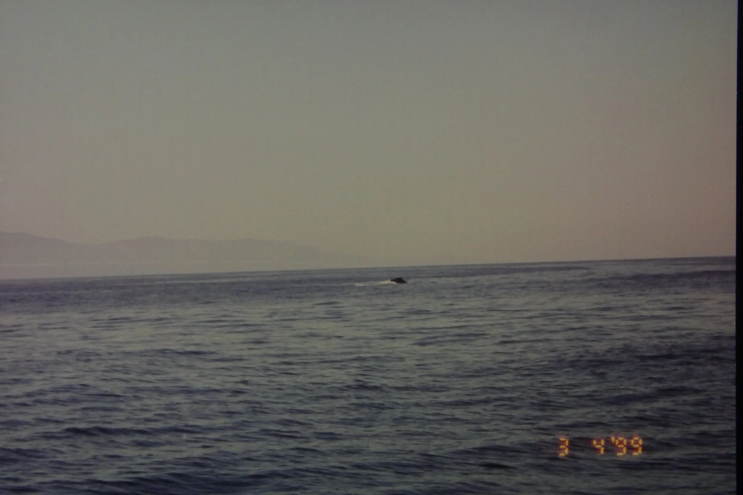 3.3.99 Whales in the bay.JPG