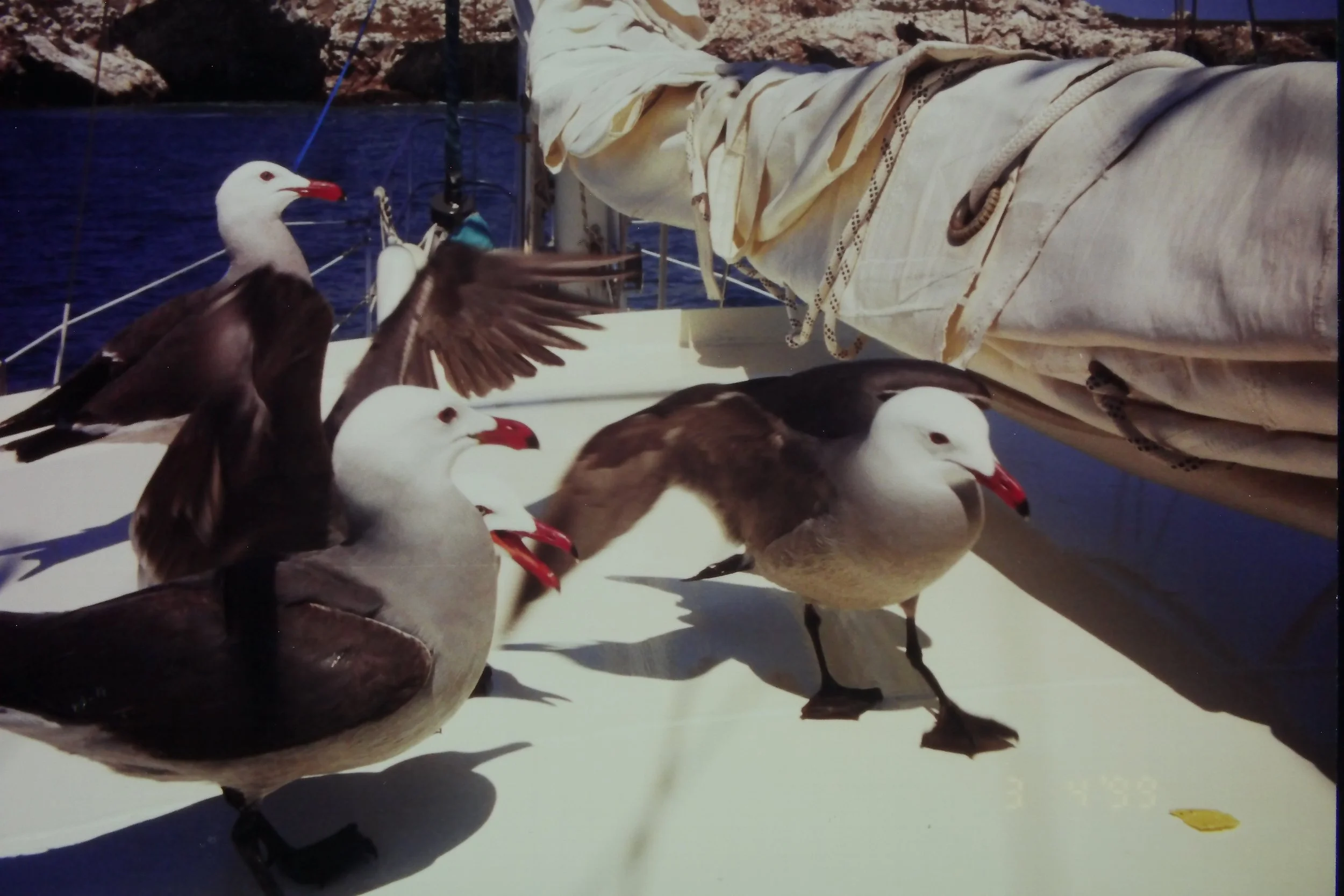 3.99 Bird City, lol filmed in Los Tres Marietas.JPG