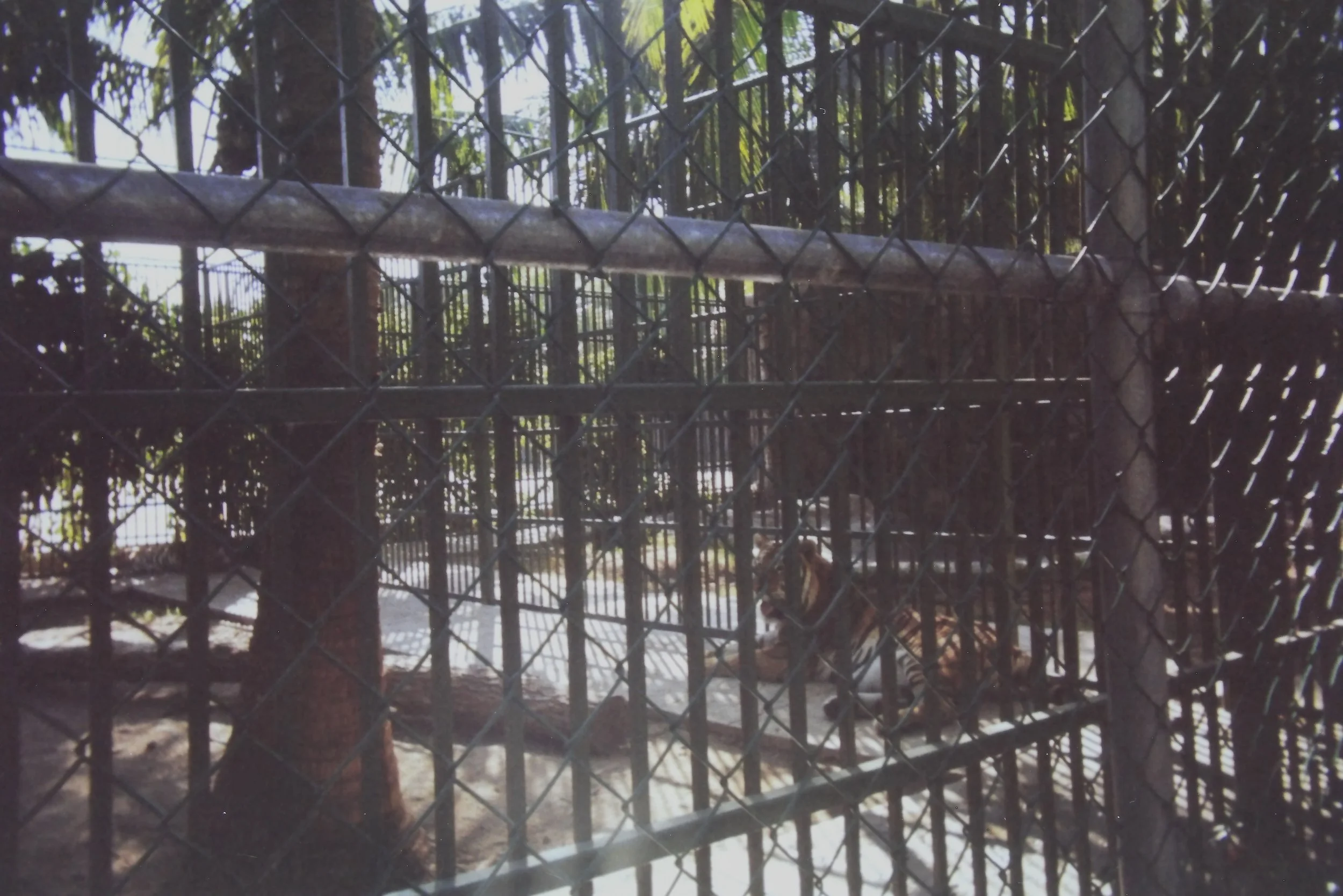 Tiger at the "zoo"