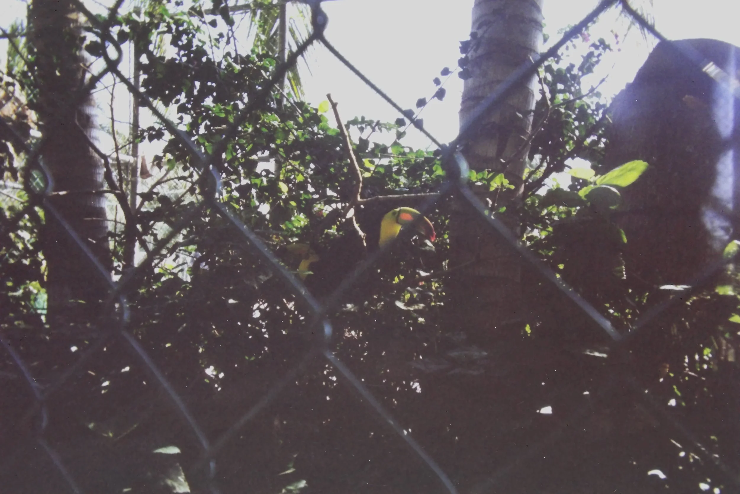 Toucans