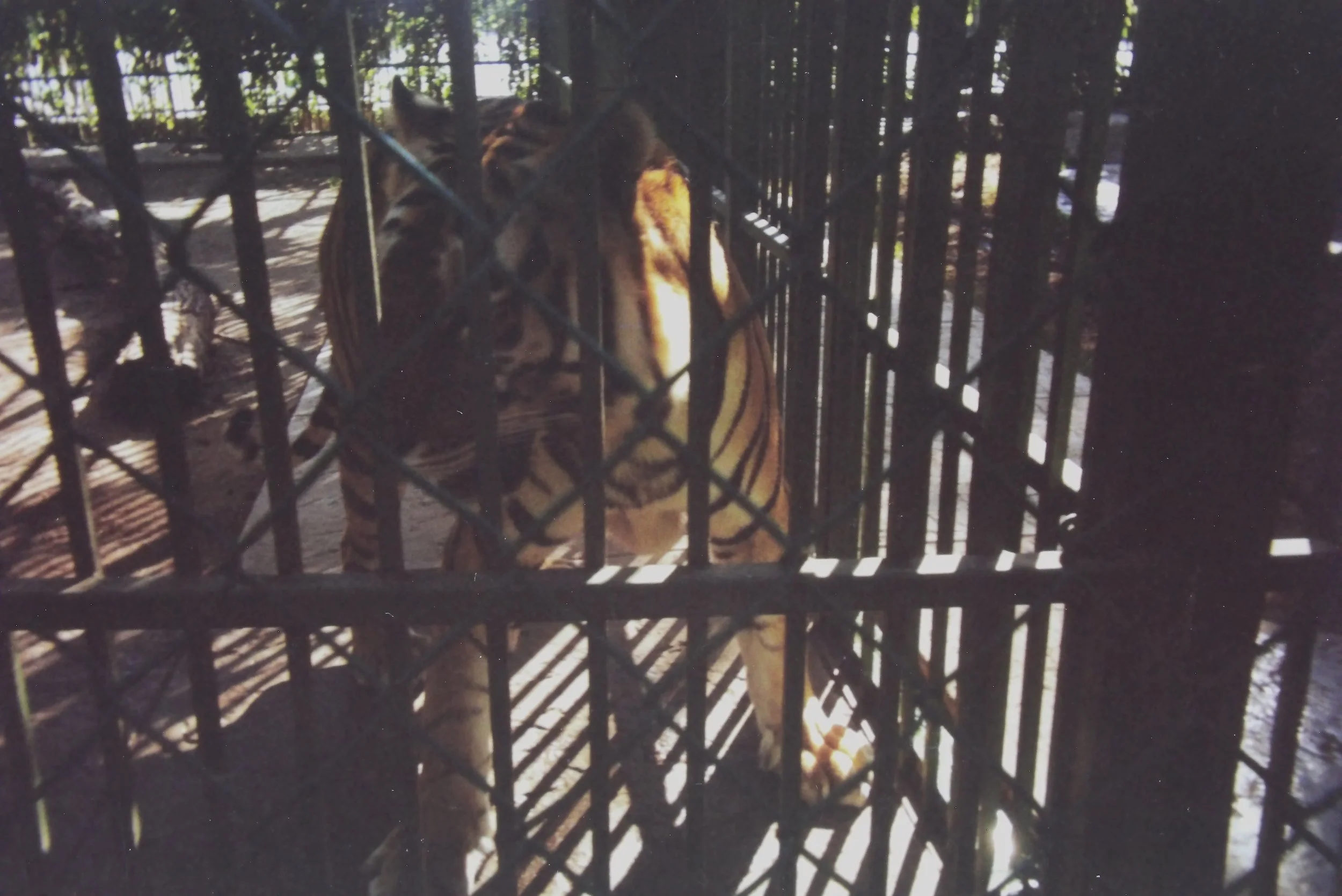 3.99 PV Zoo tiger.JPG