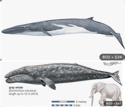  Confirmed: the whale was indeed, a fin whale. 
