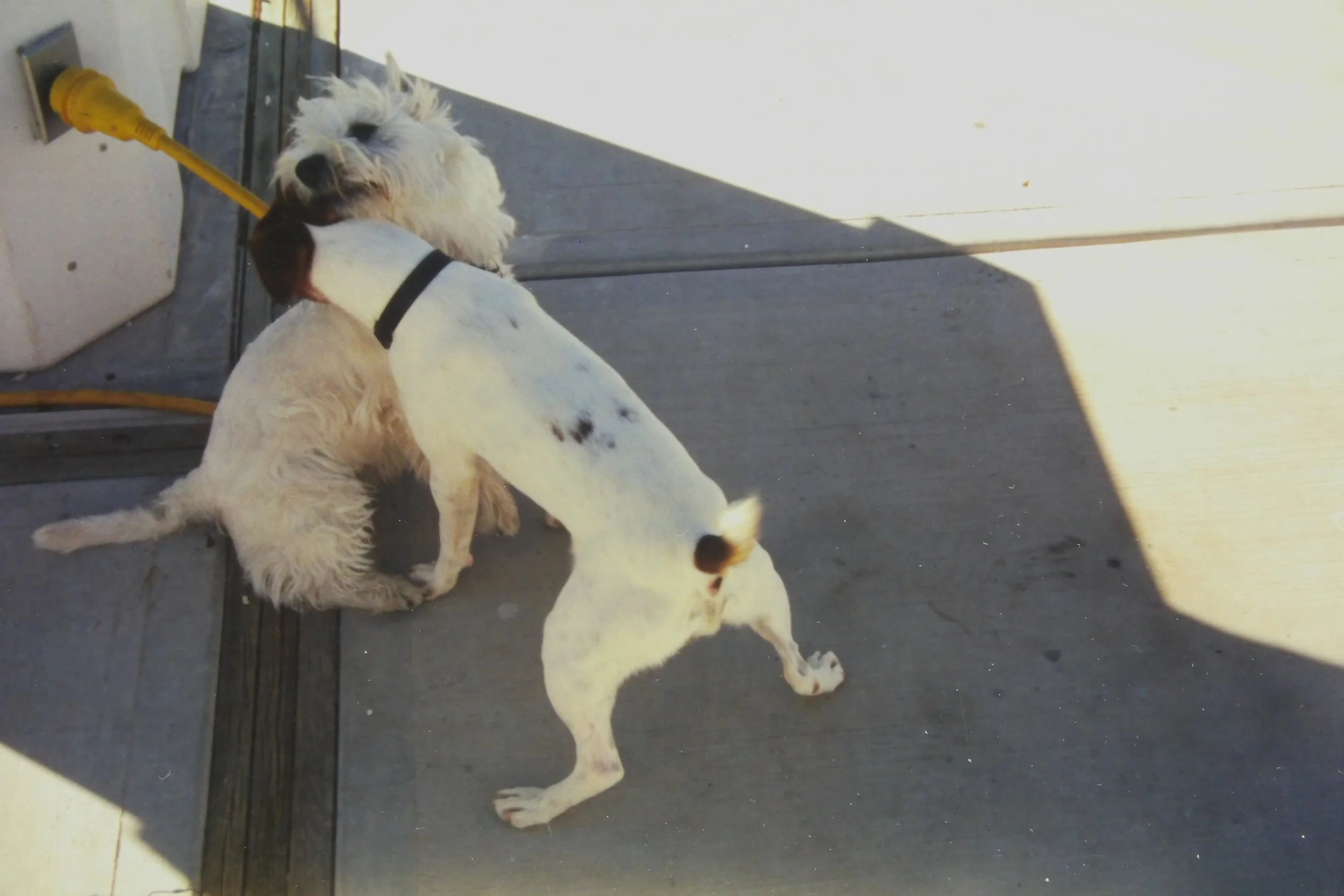 Playing with one of the "neighborhood dogs"