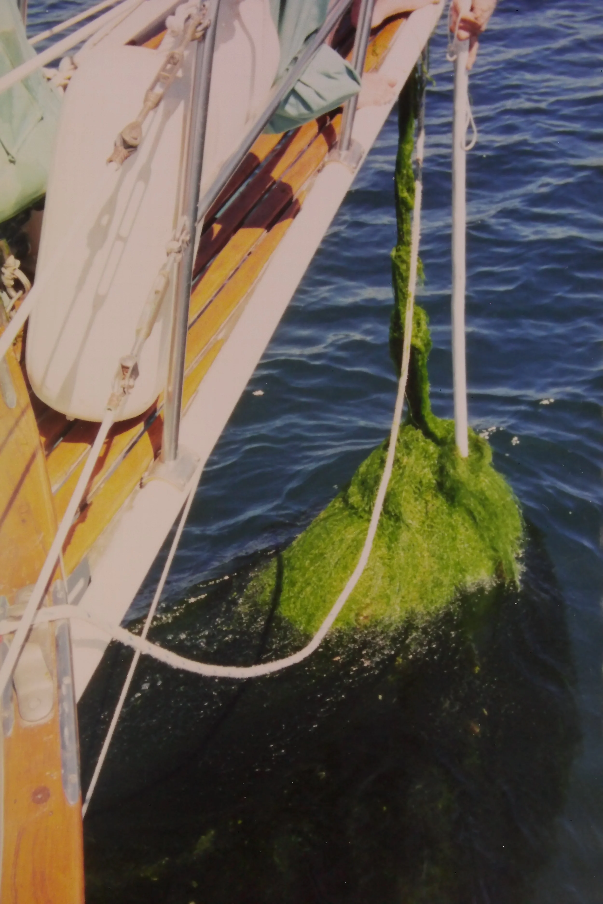 3.6.01 WRS weeds on anchor in San Fransisco.JPG